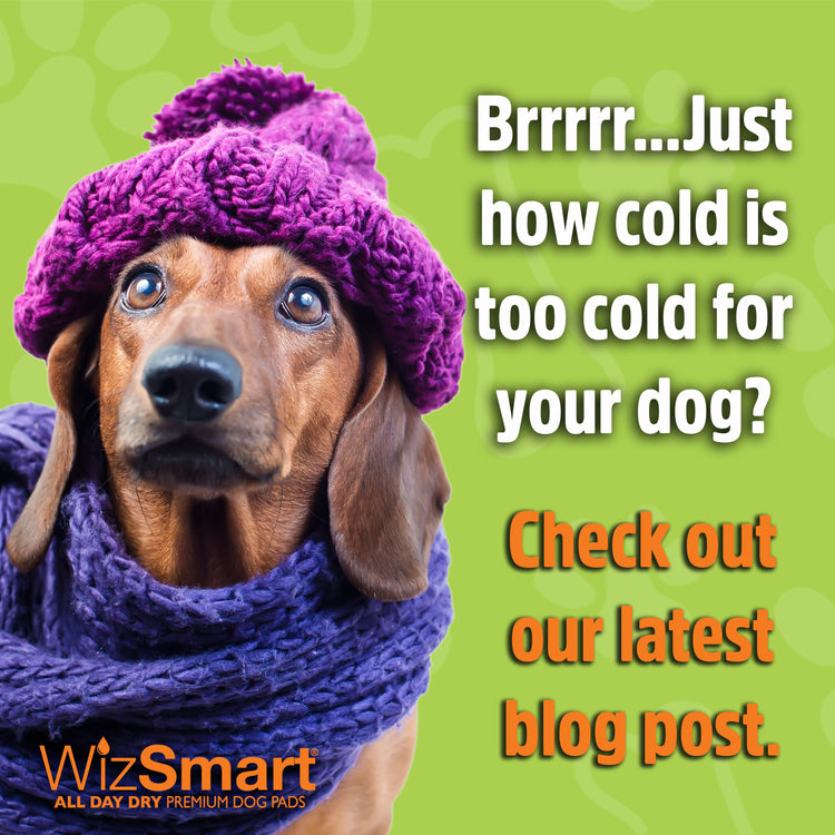 How cold is too cold for my dog? – WizSmart