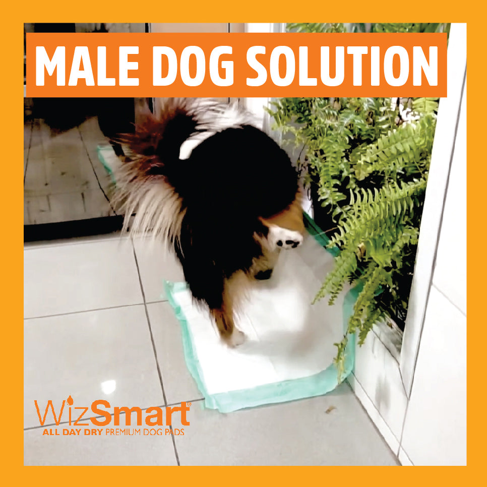 Wizsmart 2024 dog pads